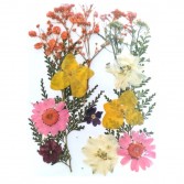 Flores secas