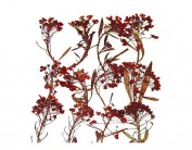 Flor seca prensada alyssum rojo  1935
