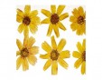 Flor seca prensada cosmos amarillo 1940