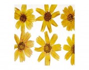 Flor seca prensada cosmos amarillo 1940