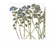 Flor seca prensada forgetmenot azul 1952