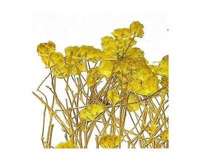 Flor seca prensada gypsophlia amarillo 1950