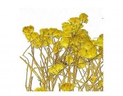 Flor seca prensada gypsophlia amarillo 1950