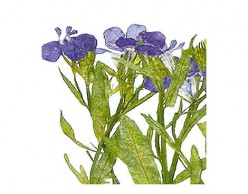 Flor seca prensada loberia with stem azul 1945