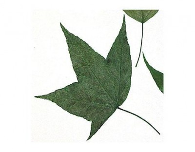 Flor seca prensada maple leaves verde 1979