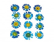 Flor seca prensada mini chrysanthemum azul 1910