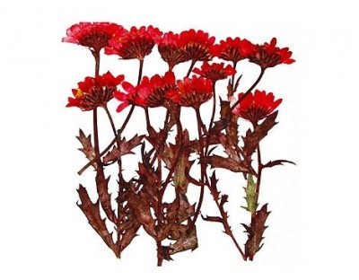 Flor seca prensada mini chrysanthemum with stem rojo 1929