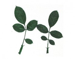 Flor seca prensada rose leaves verde 1961