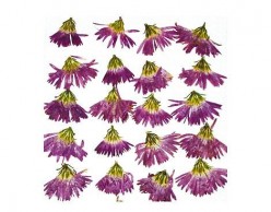 Set de 10 flores secas peacock morado 1923