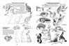 Animales. Cómo dibujar su forma y movimientos, de Jack Hamm