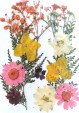 Flores secas prensadas Artemio 25000020