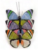 Mariposas Artemio 13001018